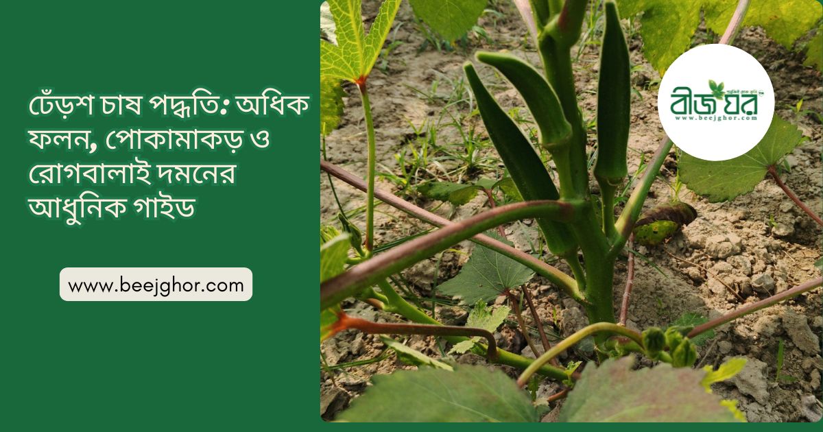 Okra cultivation