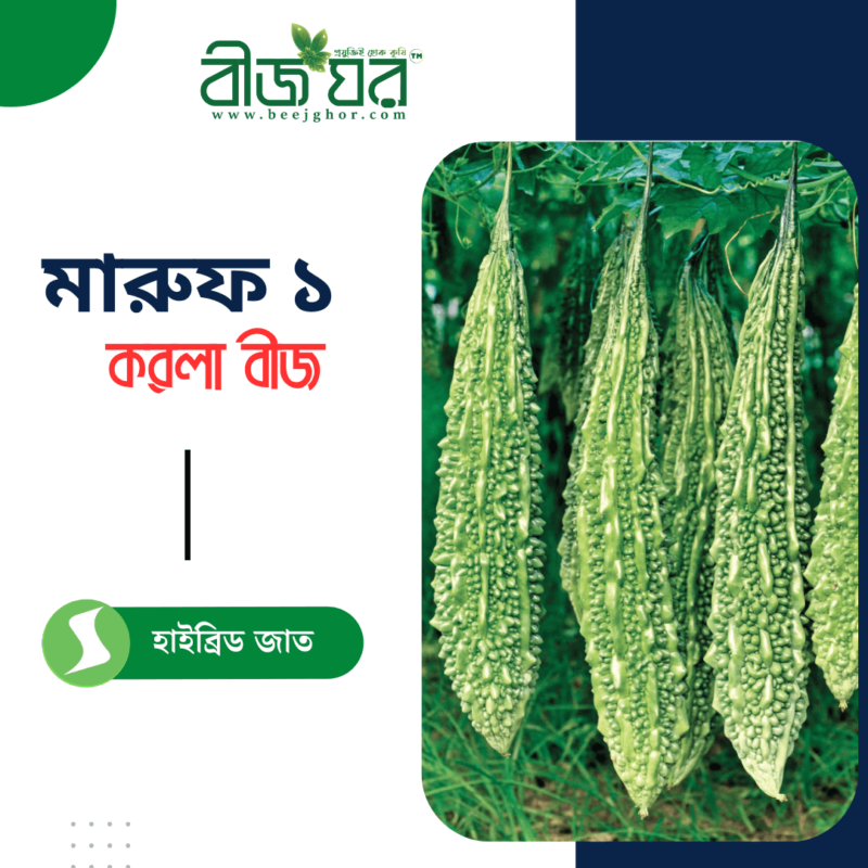 উচ্চ ফলনশীল মারুফ ১ তিত করলা বীজ (হাইব্রিড)