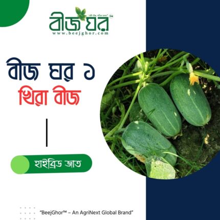 হাইব্রিড খিরা বীজ (বীজ ঘর-১) - বারোমাসি ও ৩৫ দিনে ফলন