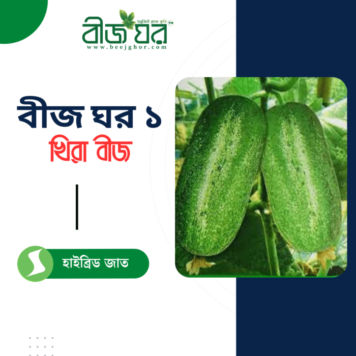 উচ্চ ফলনশীল খিরা বীজ (হাইব্রিড)