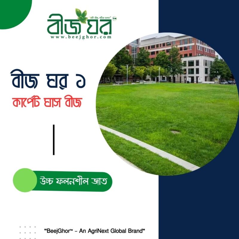 উন্নতমানের কার্পেট ঘাস বীজ