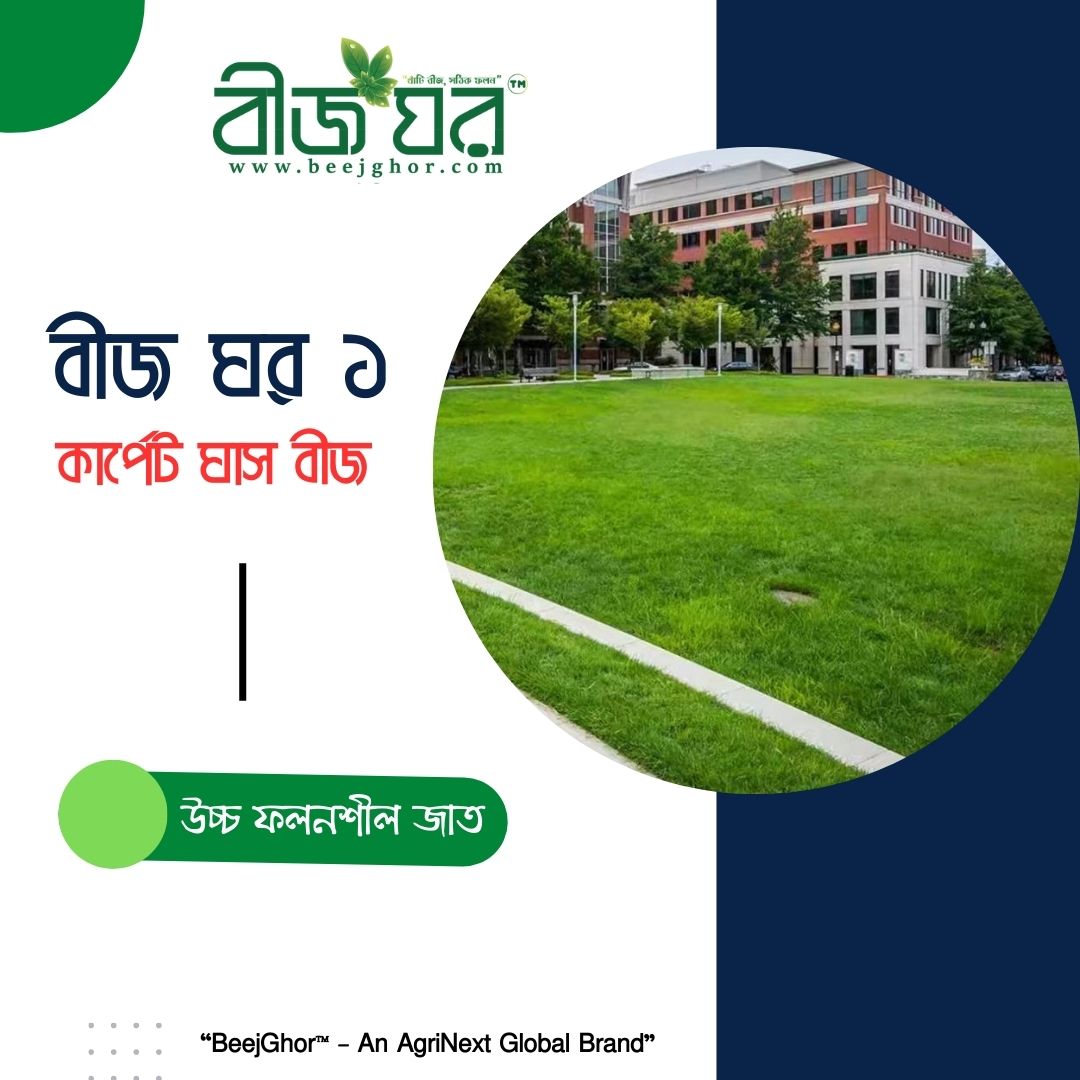 উন্নতমানের কার্পেট ঘাস বীজ