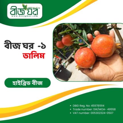 উচ্চফলনশীল আনার বা ডালিম বীজ (হাইব্রিড)