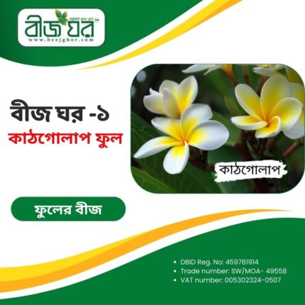 উচ্চফলনশীল কাঠগোলাপ ফুল বীজ (হাইব্রিড)