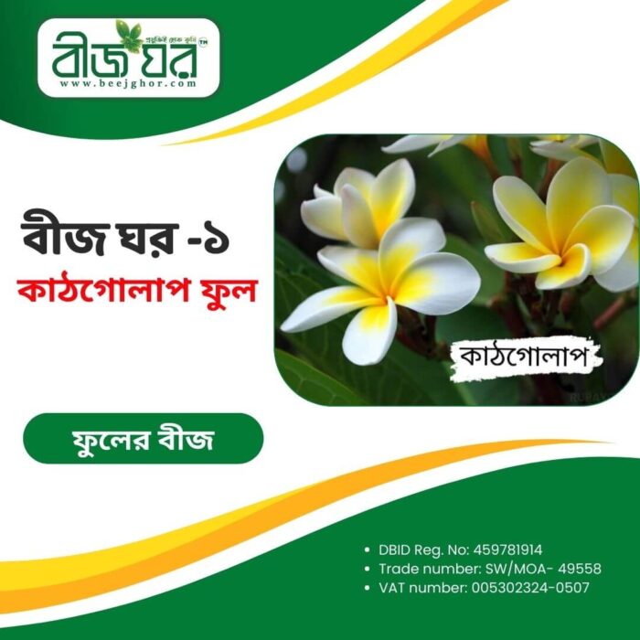 উচ্চফলনশীল কাঠগোলাপ ফুল বীজ (হাইব্রিড)