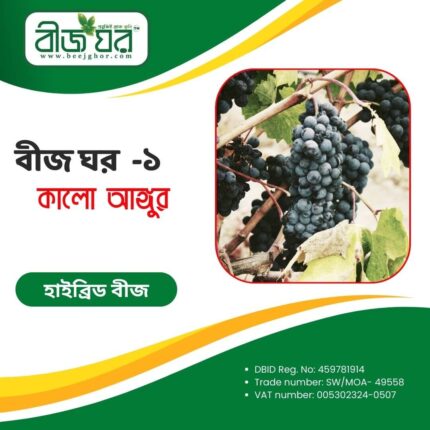 উচ্চফলনশীল কালো আঙ্গুর বীজ (হাইব্রিড)