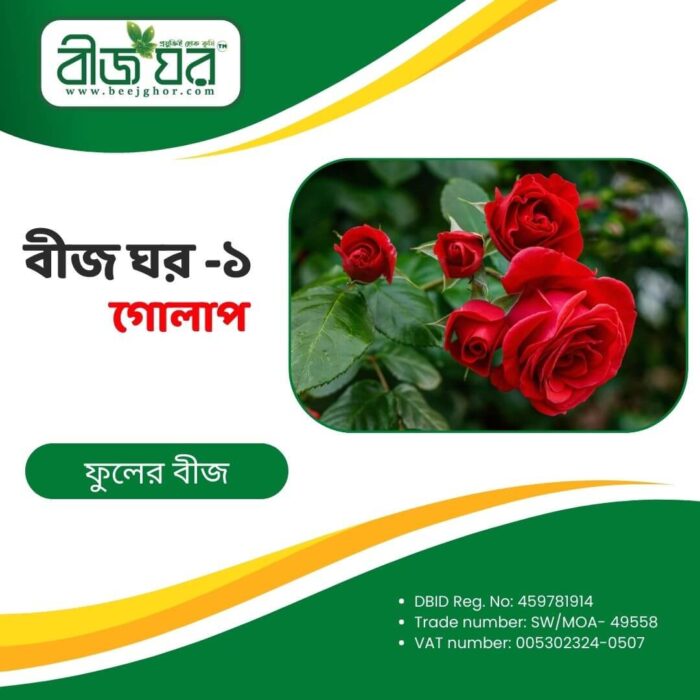 উচ্চফলনশীল গোলাপ ফুল বীজ (হাইব্রিড)