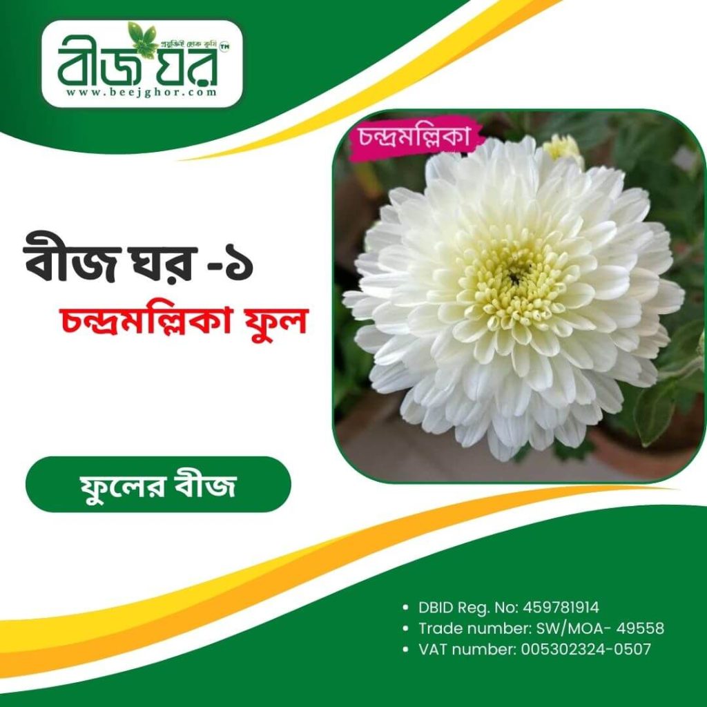 উচ্চফলনশীল চন্দ্রমল্লিকা ফুল বীজ (হাইব্রিড)