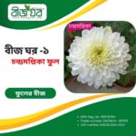 উচ্চফলনশীল চন্দ্রমল্লিকা ফুল বীজ (হাইব্রিড)