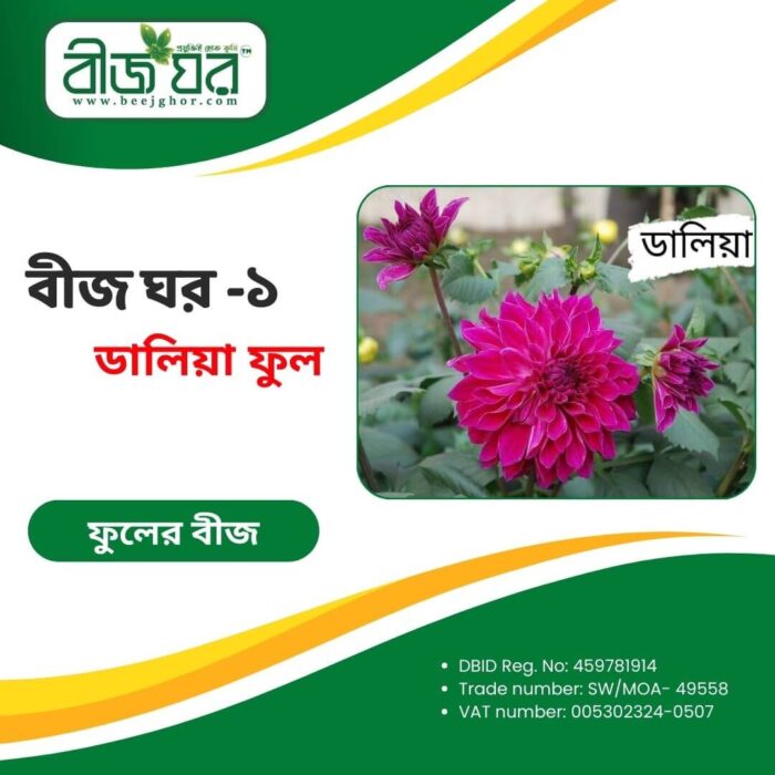 উচ্চফলনশীল ডালিয়া ফুল বীজ (হাইব্রিড)