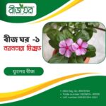 উচ্চফলনশীল নয়নতারা ফুল বীজ (হাইব্রিড)