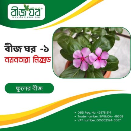 উচ্চফলনশীল নয়নতারা ফুল বীজ (হাইব্রিড)