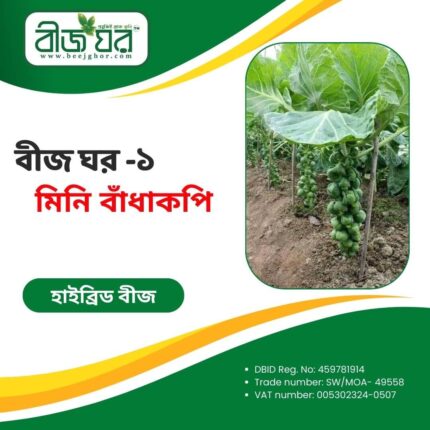 উচ্চফলনশীল ব্রাসেলস স্প্রাউটস মিনি বাঁধাকপি বীজ