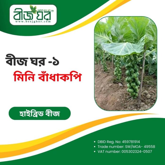 উচ্চফলনশীল ব্রাসেলস স্প্রাউটস মিনি বাঁধাকপি বীজ