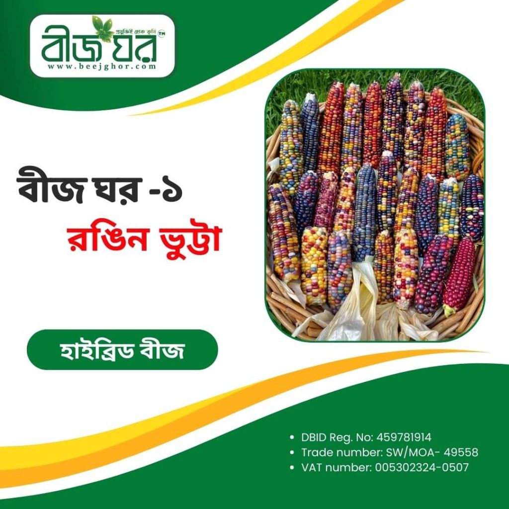 উচ্চফলনশীল রঙিন ভুট্টা বীজ (হাইব্রিড)