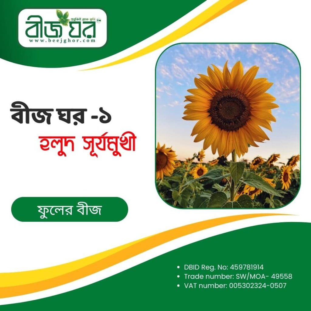 উচ্চফলনশীল সূর্যমুখী ফুল বীজ (হাইব্রিড)