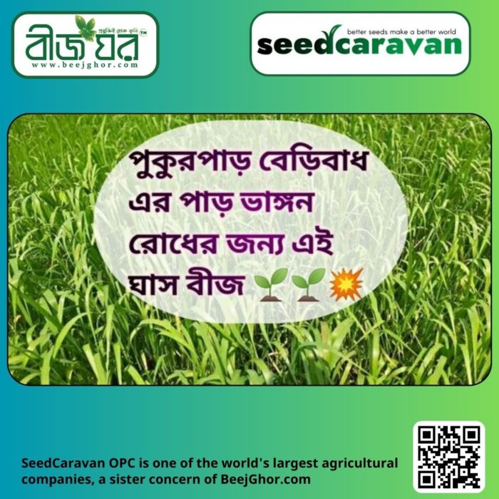 উন্নত জাতের দূর্বা ঘাস বীজ