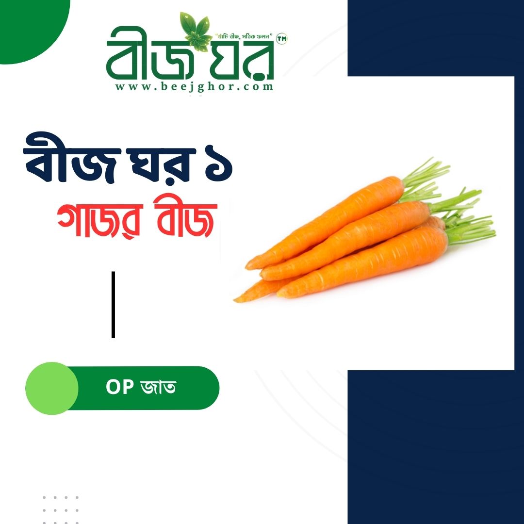 গাজর বীজ