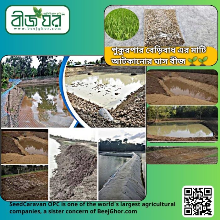 দূর্বা ঘাস বীজ