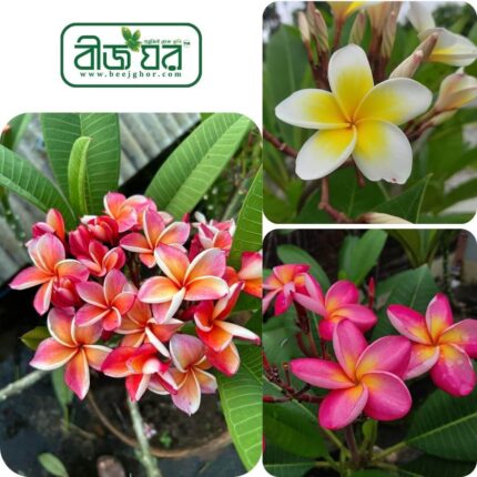 হাইব্রিড কাঠগোলাপ ফুল বীজ