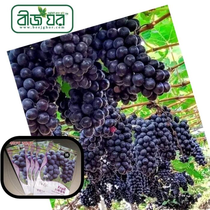 হাইব্রিড কালো আঙ্গুর বীজ