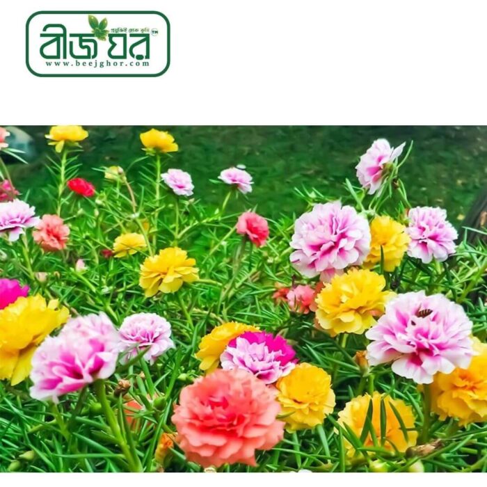 হাইব্রিড পর্তুলিকা ফুল বীজ