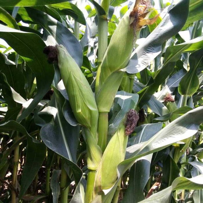 হাইব্রিড ভুট্টা
