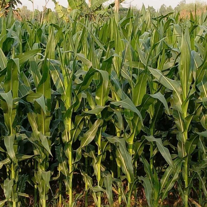 হাইব্রিড ভুট্টার বাম্পার ফলন