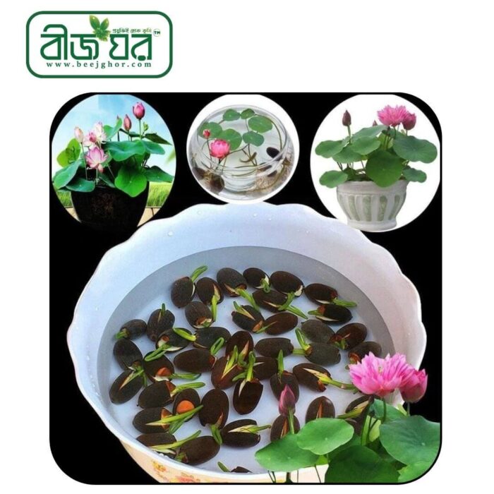 অধিক ফলনশীল পদ্ম ফুল বীজ