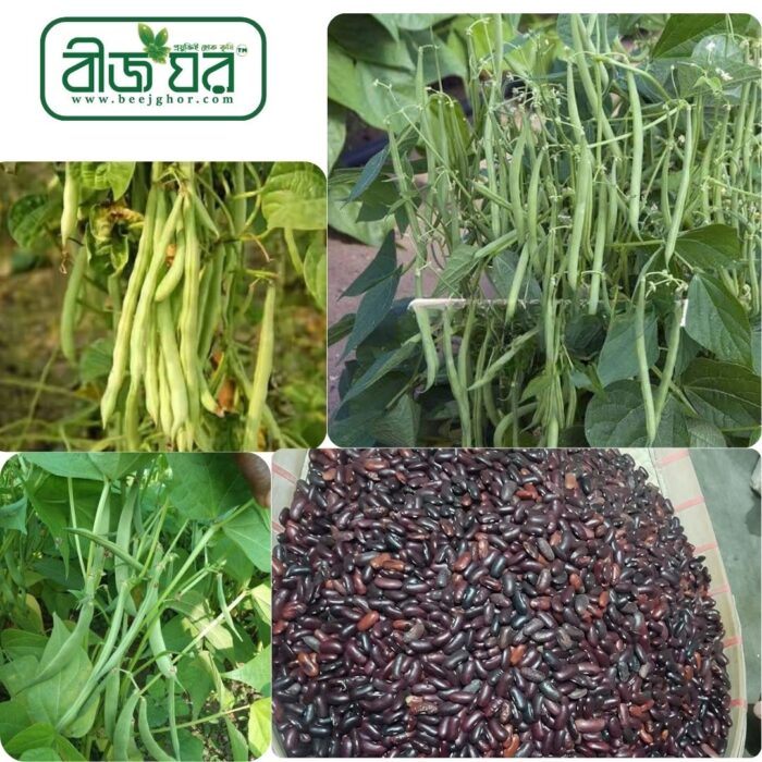 উচ্চফলনশীল ফ্রেঞ্চ বিন বীজ