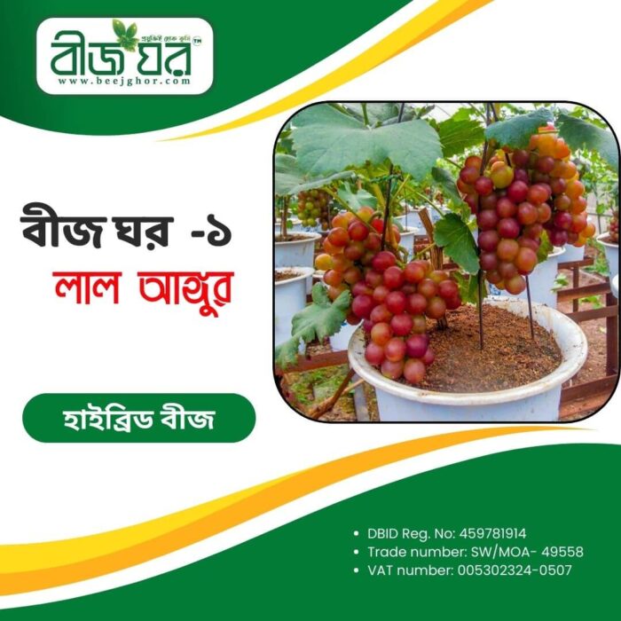 উচ্চফলনশীল লাল আঙ্গুর বীজ