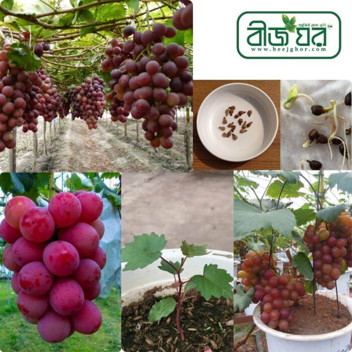 হাইব্রিড লাল আঙ্গুর বীজ