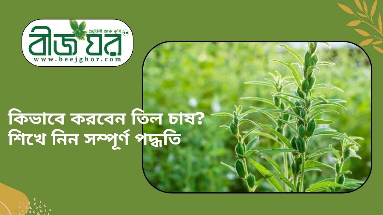 তেল জাতীয় ফসল তিল চাষ পদ্ধতি