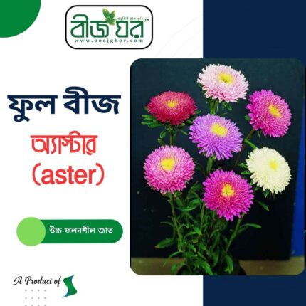 অরিজিনাল অ্যাস্টার (Aster Chinensis) ফুল বীজ