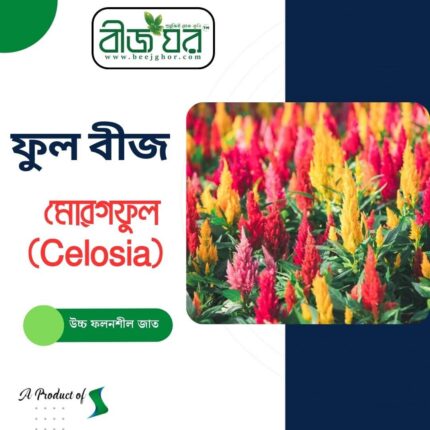 অরিজিনাল মোরগফুল (Celosia) ফুল বীজ