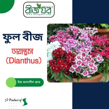 অরিজিনাল ডায়ান্থাস ( Dianthus) ফুল বীজ