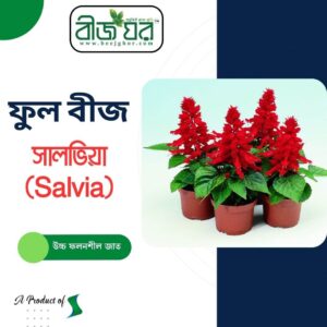 অরিজিনাল সালভিয়া (Salvia Splendens) ফুল বীজ