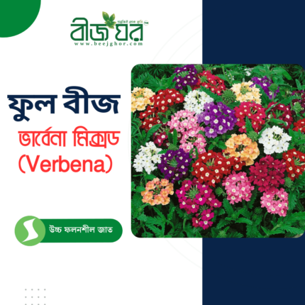 অরিজিনাল ভার্বেনা ( Verbena ) ফুল বীজ