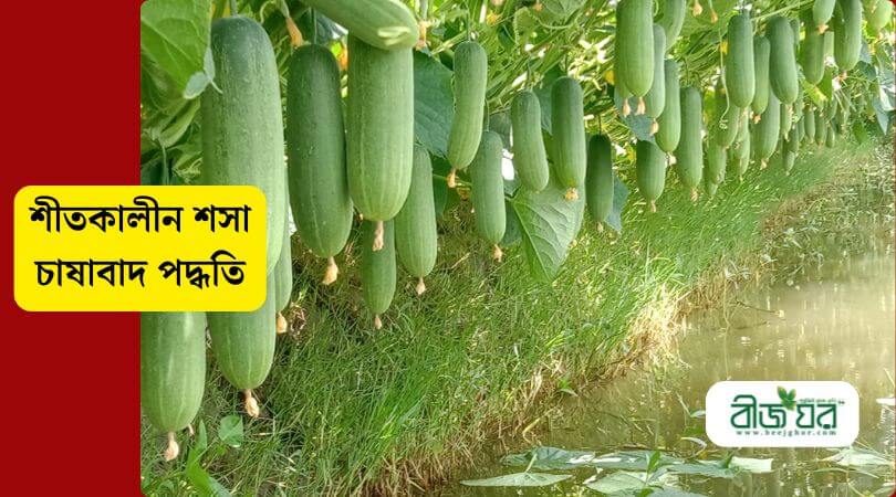 শীতকালীন শসা চাষ