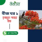 কৃষ্ণচূড়া গাছের উচ্চফলনশীল বীজ
