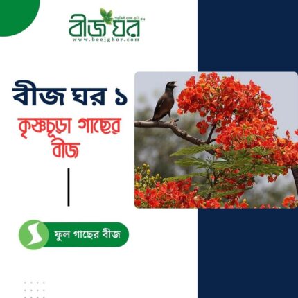 কৃষ্ণচূড়া গাছের উচ্চফলনশীল বীজ