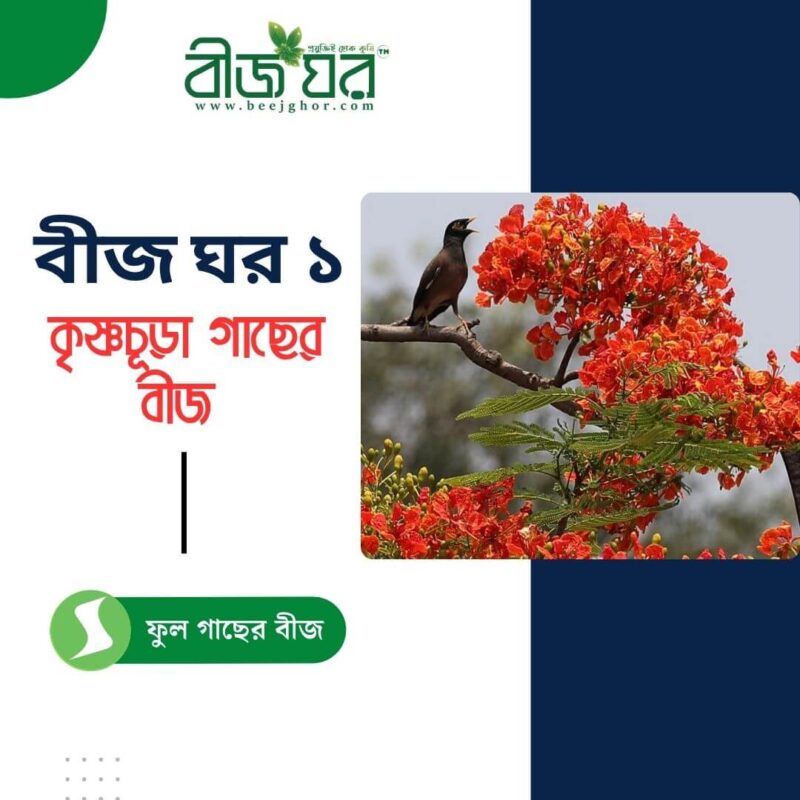 কৃষ্ণচূড়া গাছের উচ্চফলনশীল বীজ